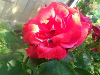 1402216705102 - Florile mamei 2014