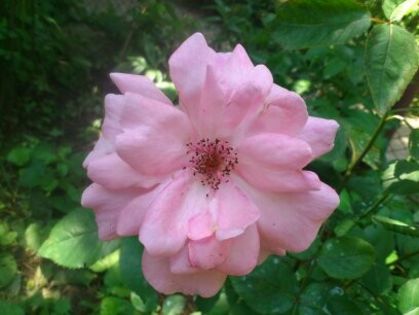 1402216781087 - Florile mamei 2014