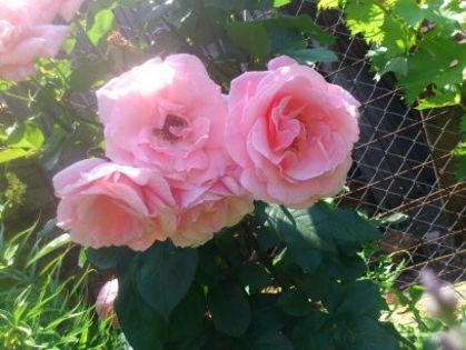 Queen Elisabeth - Florile mamei 2014