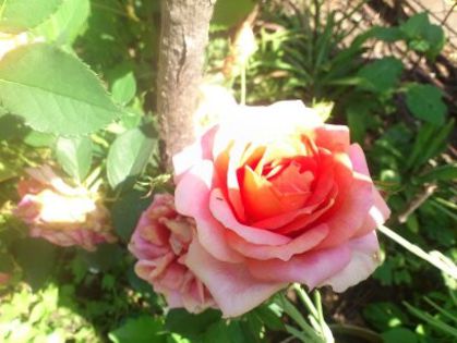1402217223200 - Florile mamei 2014