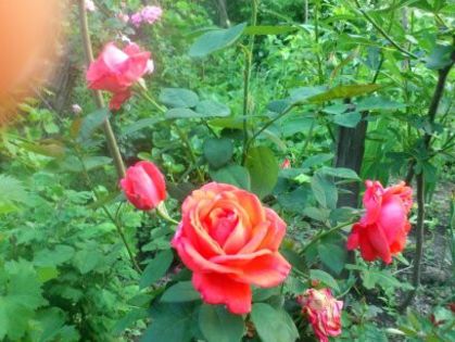 1402247311565 - Florile mamei 2014