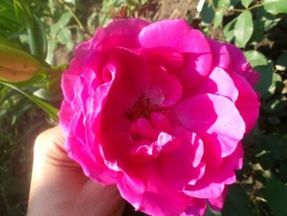 1402217244864 - Florile mamei 2014