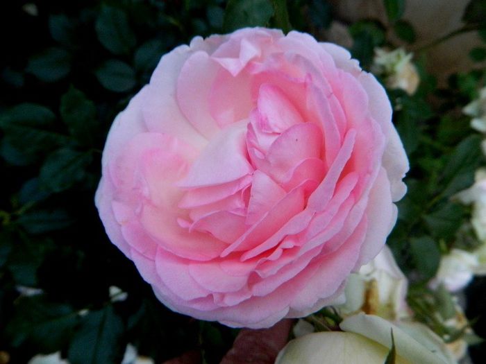  - Roze 2014