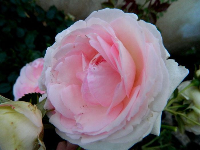  - Roze 2014