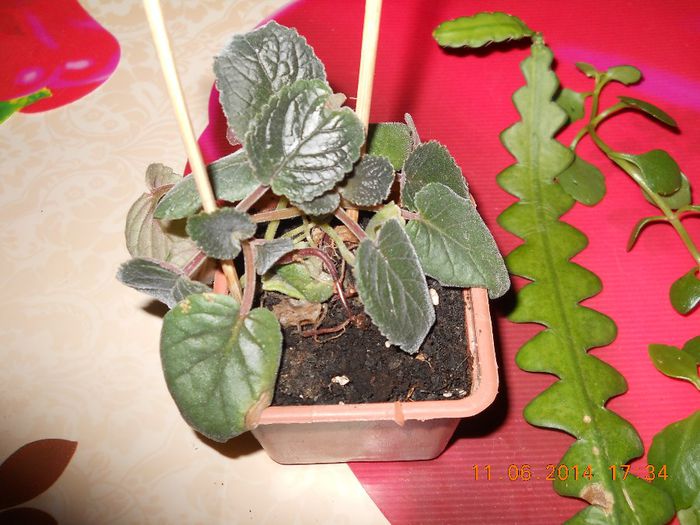 minisiningii, epiphilium, kalanchoe clopotel!