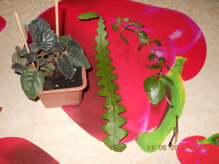epi cryptocereus