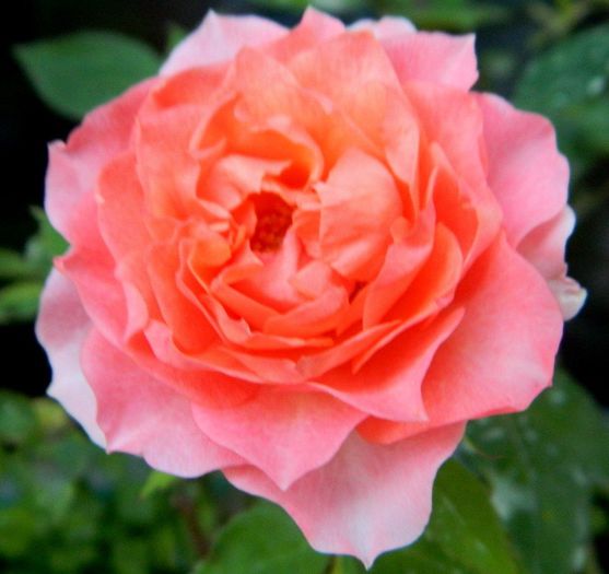  - Roze 2014