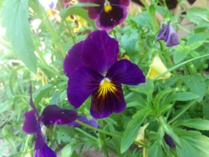 1402216924045 - Florile mamei 2014