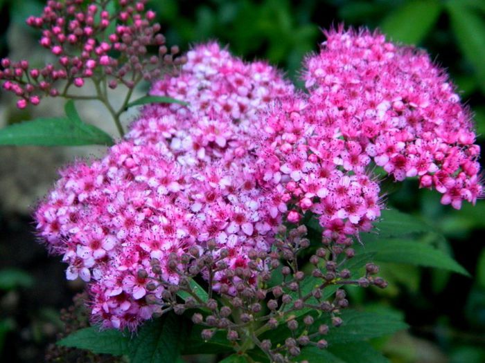 spirea