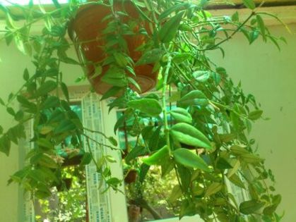 Hoya Bella - Florile mamei 2014