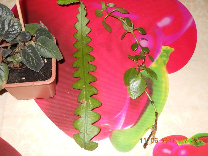 epi cryptocereus - ACHIZITII 2014