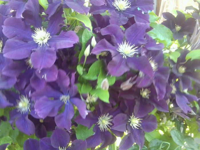 Fotografie1315 - roze2014