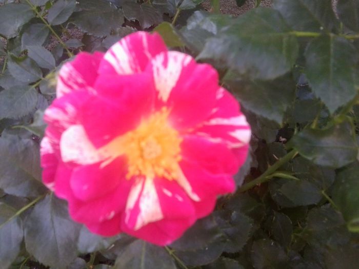 Fotografie1317 - roze2014