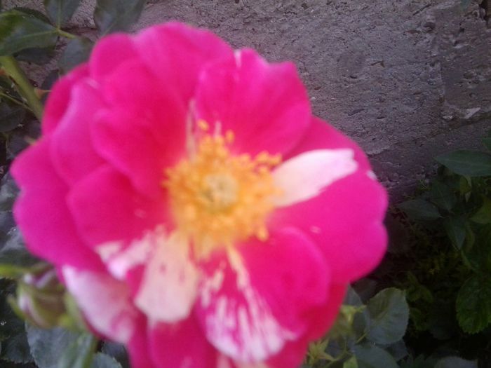 Fotografie1318 - roze2014