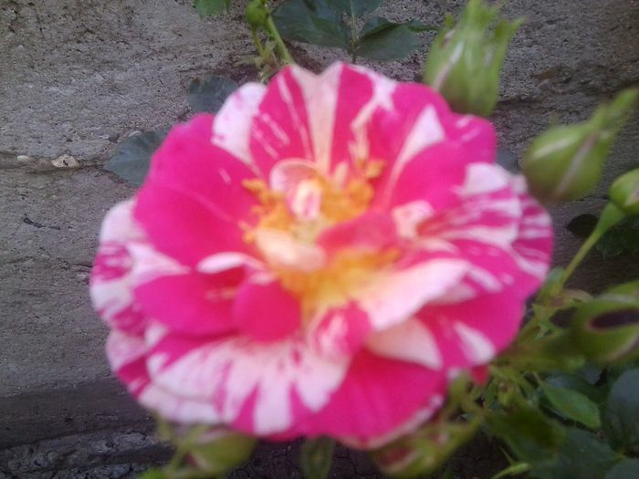 Fotografie1319 - roze2014