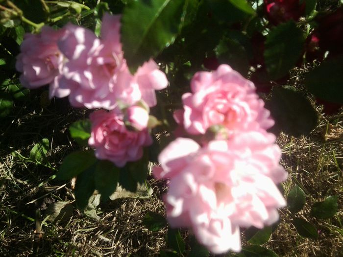 Fotografie1321 - roze2014