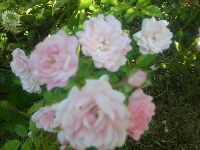 Fotografie1322 - roze2014