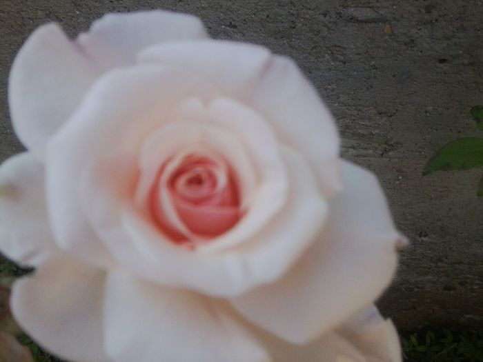 Fotografie1328 - roze2014