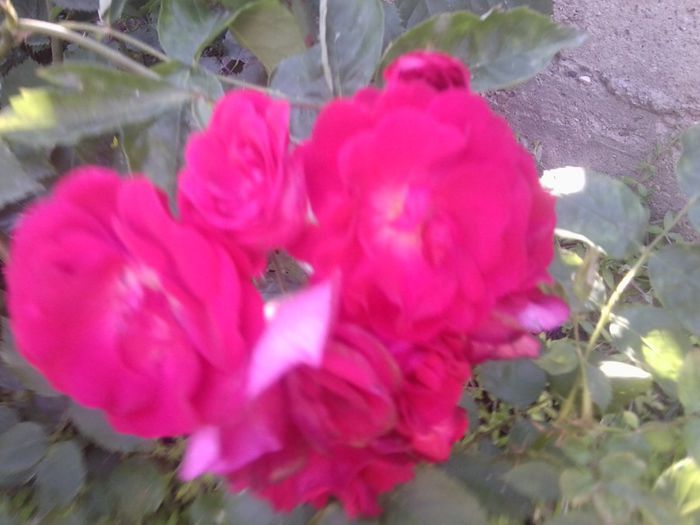 Fotografie1329 - roze2014