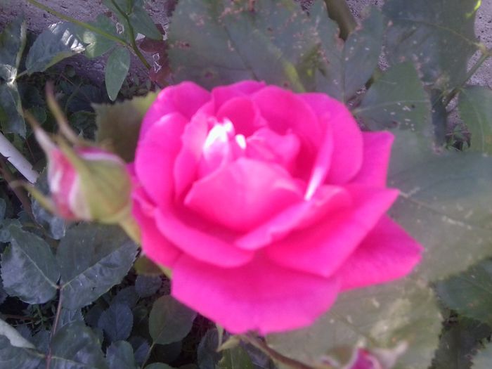 Fotografie1330 - roze2014