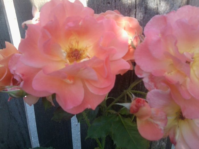 Fotografie1331 - roze2014