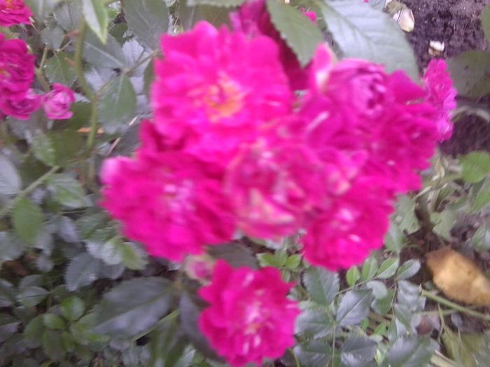 Fotografie1335 - roze2014