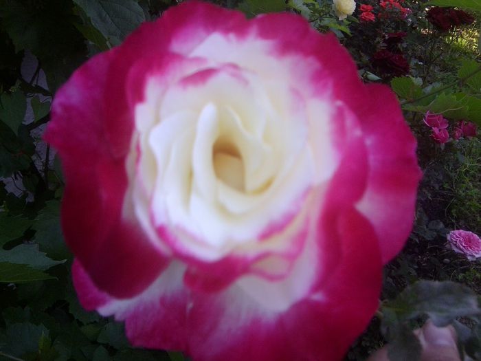 Fotografie1339 - roze2014