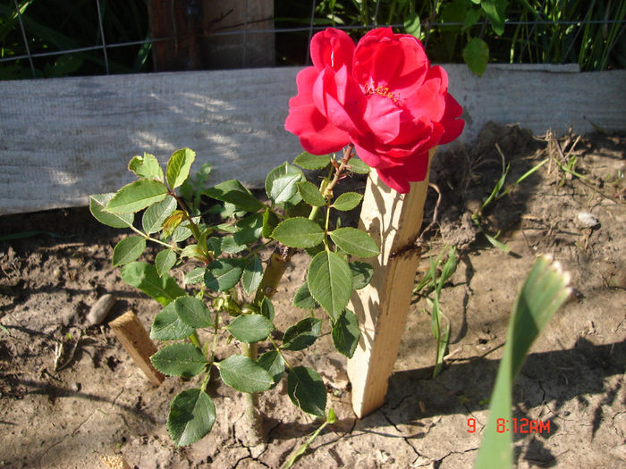 9iunie2012; prima floare
