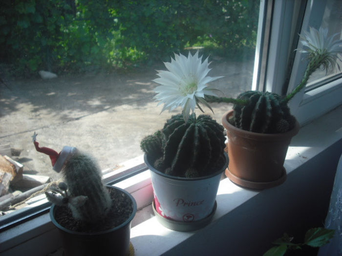 DSCF0402 - CACTUS INFLORIT