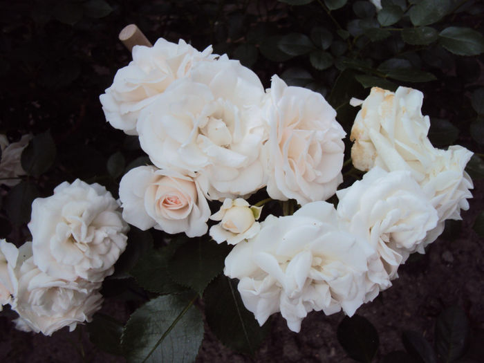 DSC06137 - Aspirin Rose