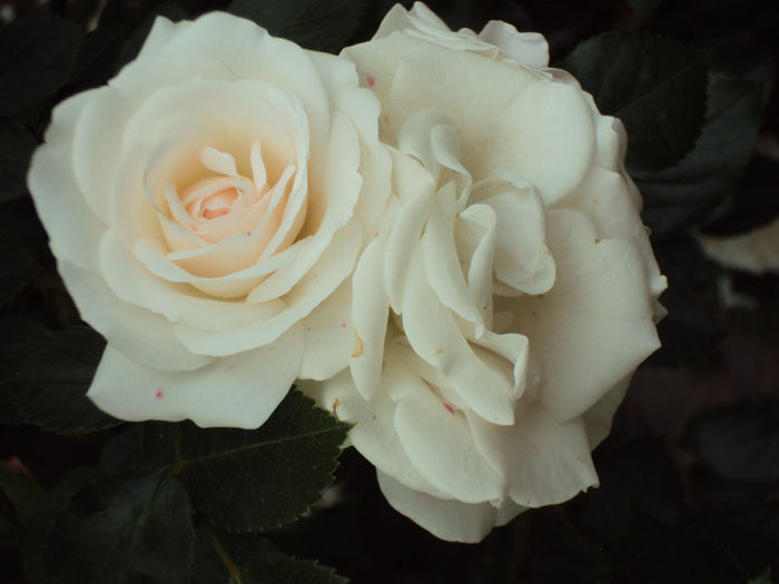 DSC06580 - Aspirin Rose