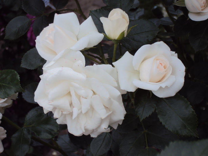 DSC06581 - Aspirin Rose