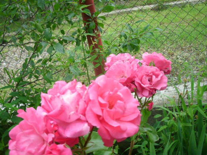  - necunoscut -3-roz ciclam floribunda