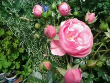 Fotografie1200 pomponella