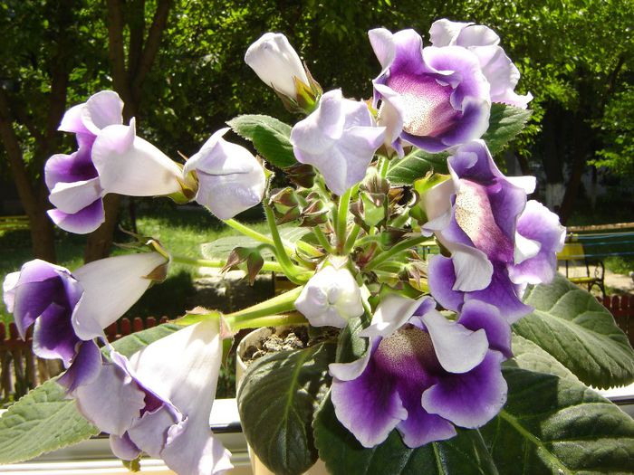 50 - gloxinii