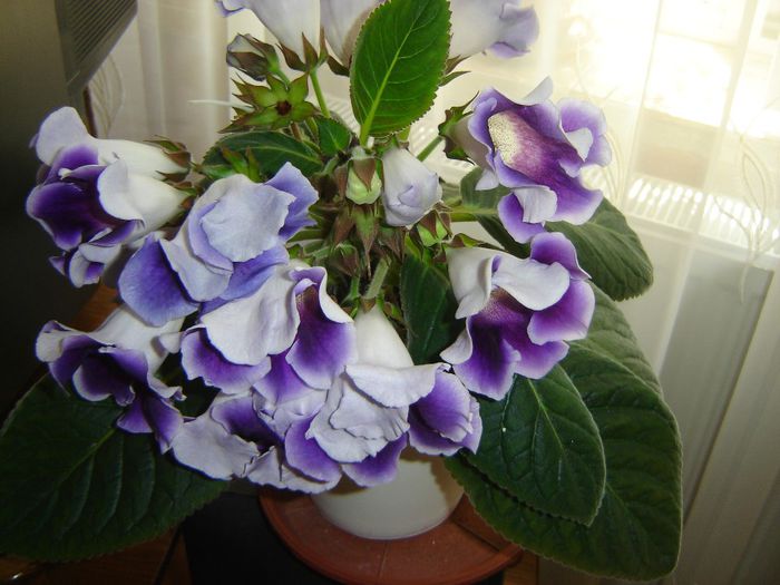 51 - gloxinii