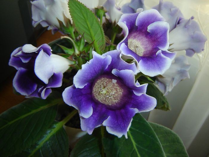 52 - gloxinii