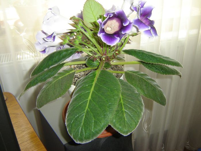 53 - gloxinii