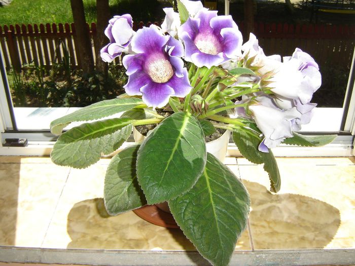 54 - gloxinii