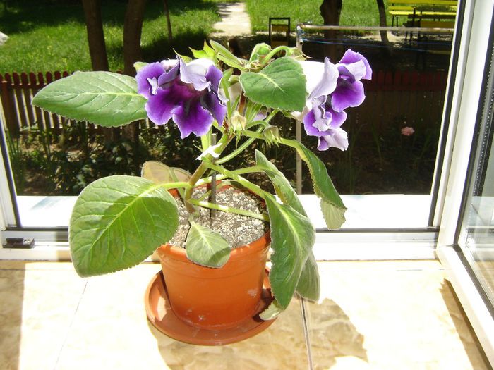 56 - gloxinii