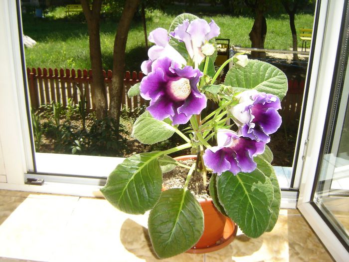 59 - gloxinii