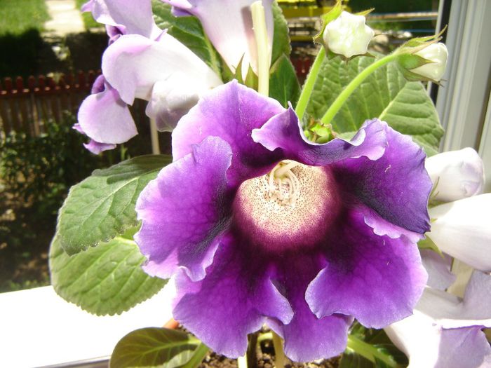 60 - gloxinii