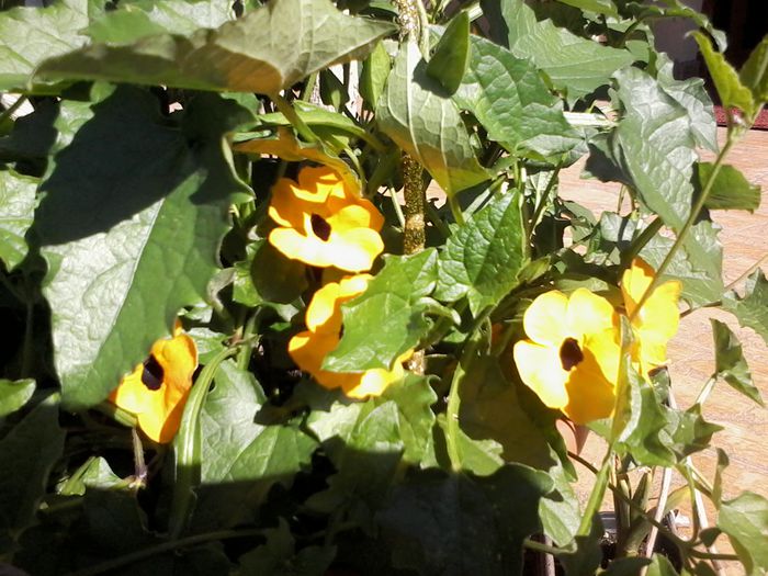 20140612_094044 - Thunbergia