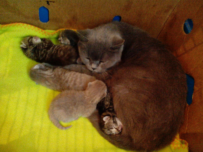 British shorthair LULU; am doar un pui dar alaptez si pui lui Lila ca doara am mosito
