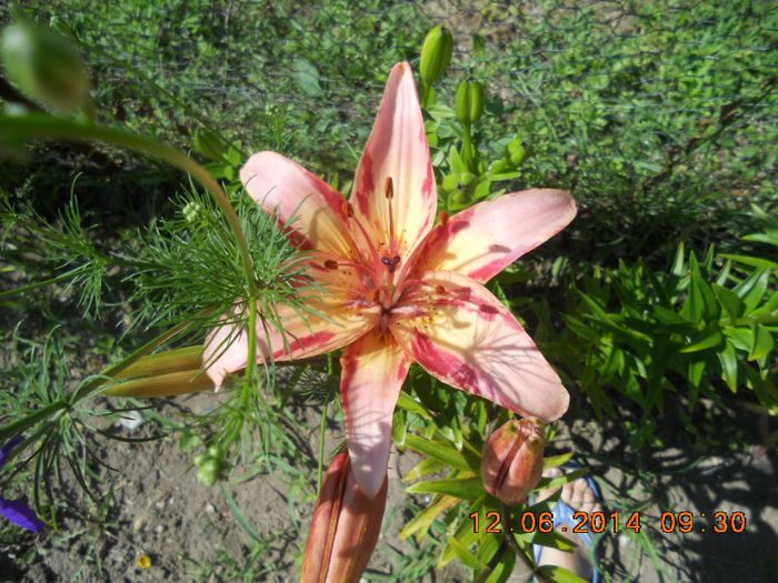 DSCN3099 - flori din gradina