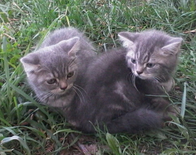 British shorthair - Pisici British Shortair