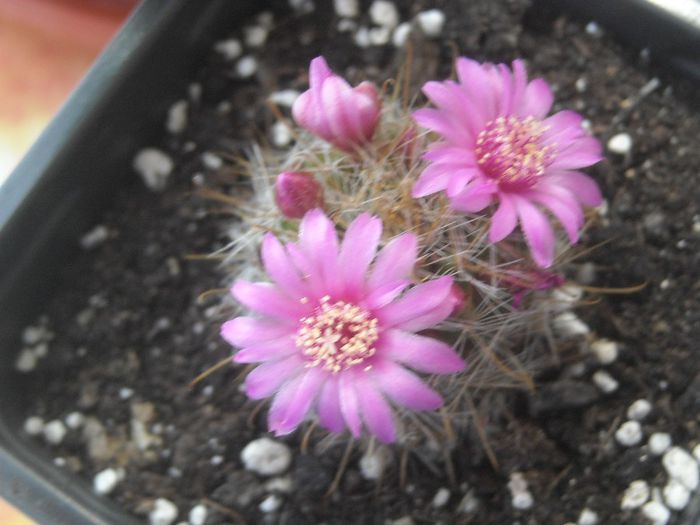 O dulcica " tepoasa "