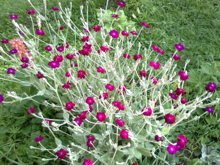 BARBA IMPARATULUI... - A___PRIMAVARA-VARA 2014