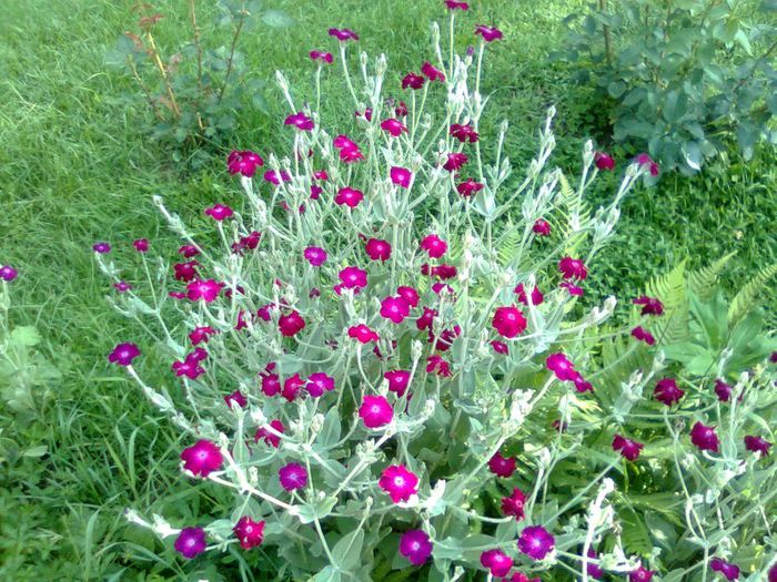 ...SAU FLOAREA CUNUNII... - A___PRIMAVARA-VARA 2014