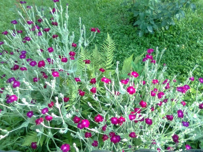  - A___PRIMAVARA-VARA 2014